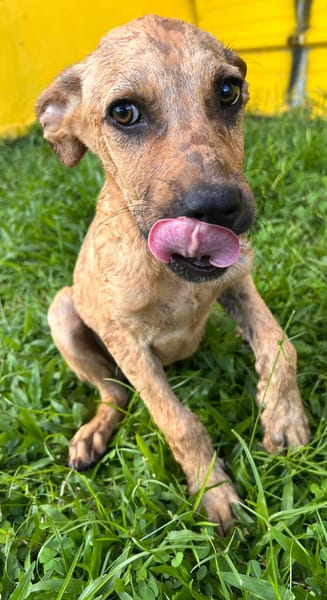 🐾 À L’ADOPTION – IAGO, un petit explorateur au cœur tendre ! 🐾