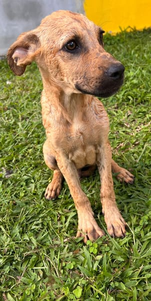🐾 À L’ADOPTION – IAGO, un petit explorateur au cœur tendre ! 🐾
