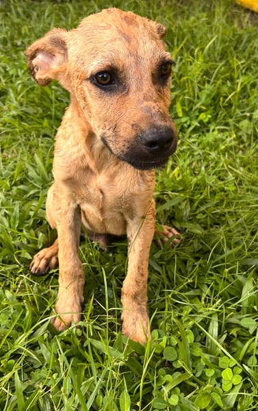🐾 À L’ADOPTION – IAGO, un petit explorateur au cœur tendre ! 🐾
