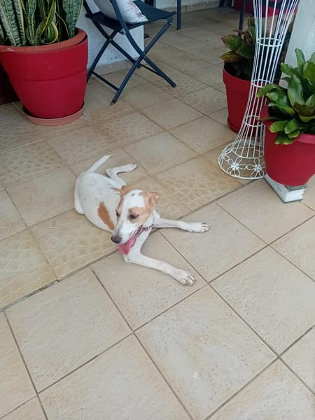 🐾 À L’ADOPTION – KARA, douceur et équilibre au rendez-vous ! 🐾