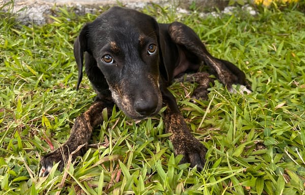 🐾 À L’ADOPTION – KOUFY, le petit bringé plein de malice et de tendresse ! 🐾