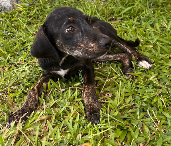 🐾 À L’ADOPTION – KOUFY, le petit bringé plein de malice et de tendresse ! 🐾