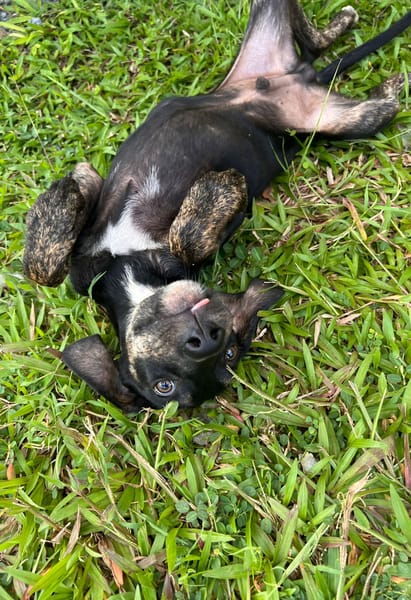 🐾 À L’ADOPTION – KOUFY, le petit bringé plein de malice et de tendresse ! 🐾