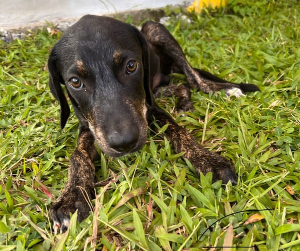 🐾 À L’ADOPTION – KOUFY, le petit bringé plein de malice et de tendresse ! 🐾