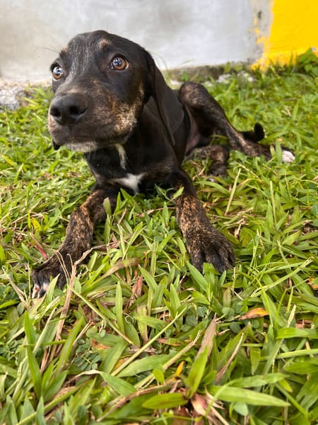 🐾 À L’ADOPTION – KOUFY, le petit bringé plein de malice et de tendresse ! 🐾