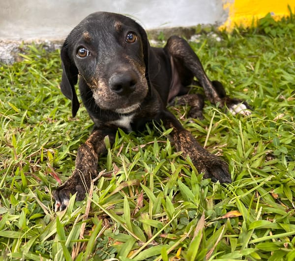 🐾 À L’ADOPTION – KOUFY, le petit bringé plein de malice et de tendresse ! 🐾