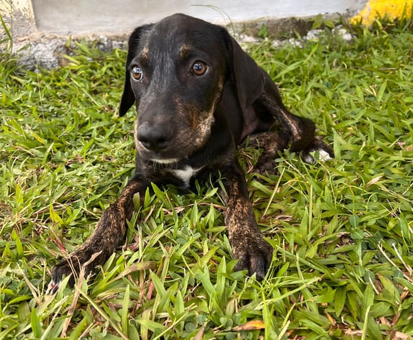 🐾 À L’ADOPTION – KOUFY, le petit bringé plein de malice et de tendresse ! 🐾