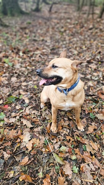 Leidy, femelle croisée créole, née le 26/02/2023 🌸