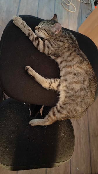 Miel chatonne femelle