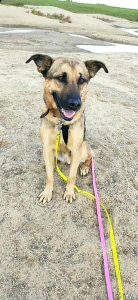 MORRYS * anhänglicher Familienhund