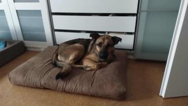 MORRYS * anhänglicher Familienhund