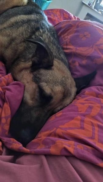 MORRYS * anhänglicher Familienhund