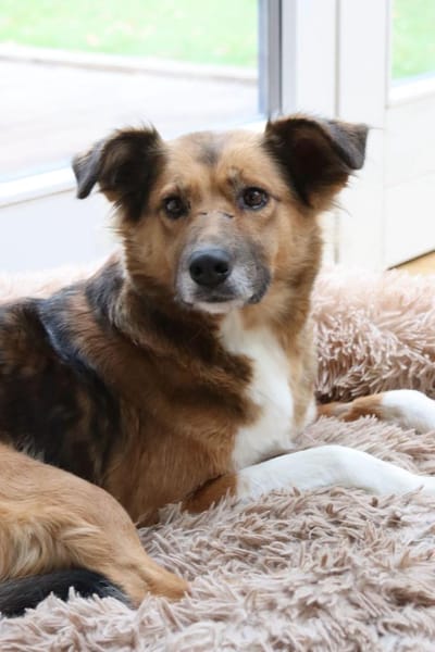 Elora - katzenfreundlich und sanftmütig