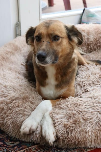 Elora - katzenfreundlich und sanftmütig