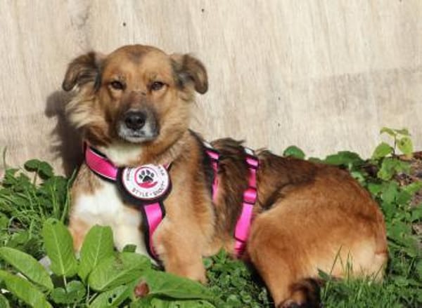 Elora - katzenfreundlich und sanftmütig