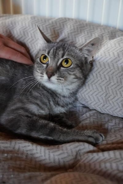 Lumi - unsere zarte Seele sucht Liebe