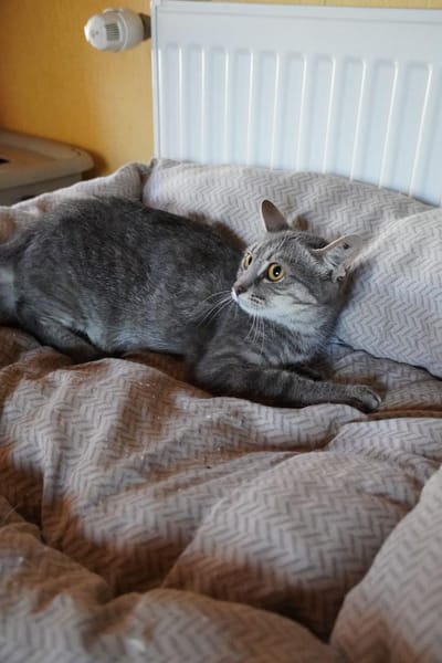 Lumi - unsere zarte Seele sucht Liebe