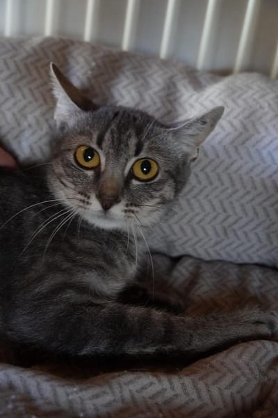 Lumi - unsere zarte Seele sucht Liebe