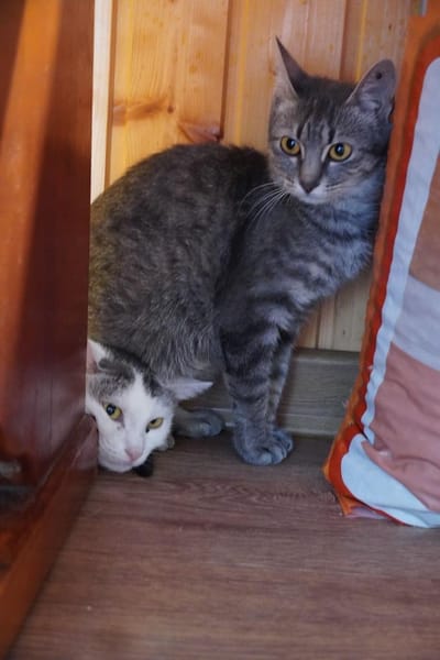 Lumi - unsere zarte Seele sucht Liebe