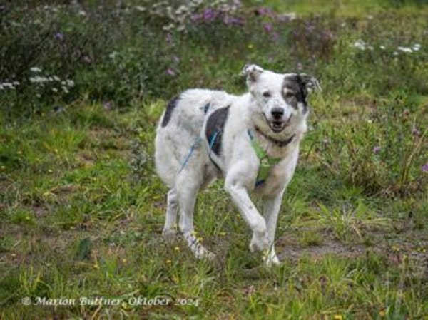 Oki ist nett und geht prima an der Leine