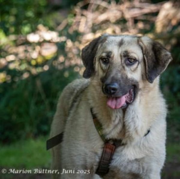 Chepi sucht standfeste Menschen