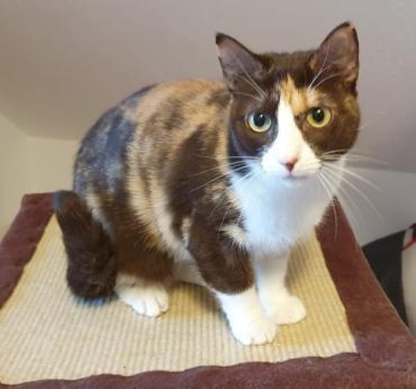 Dreifarbige Nikita auf Nestchensuche