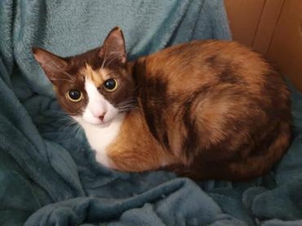 Dreifarbige Nikita auf Nestchensuche