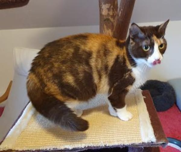 Dreifarbige Nikita auf Nestchensuche