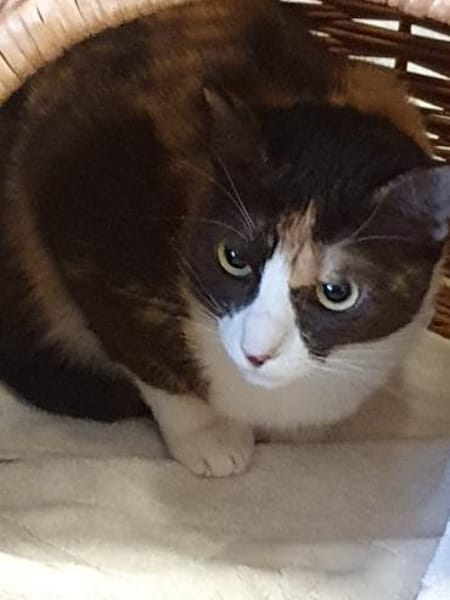 Dreifarbige Nikita auf Nestchensuche