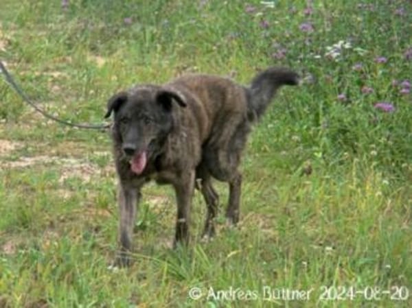 Barri möchte immer gekrault werden