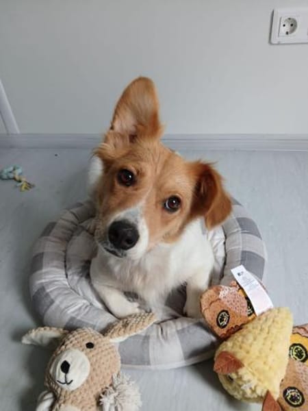 ❤ zuckersüsse Nellie❤