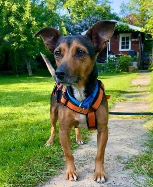 Ernie wartet und wartet.........