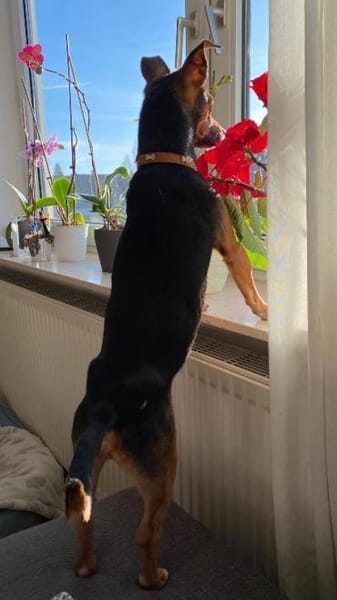 Ernie wartet und wartet.........