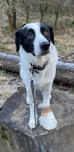 Speckbert, geb. 02/2021, 58636 Iserlohn