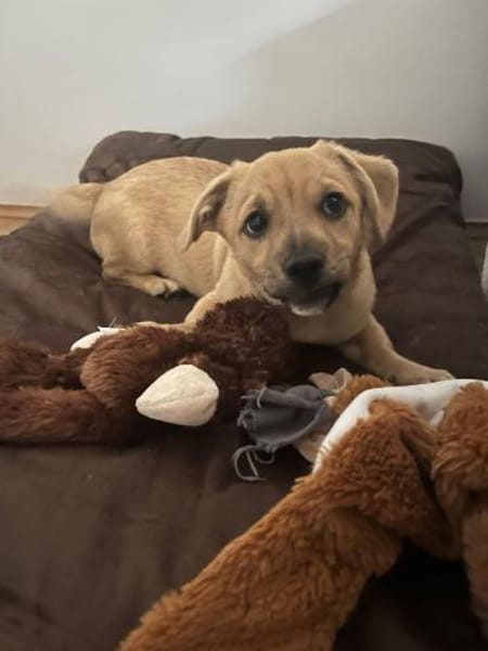 Vorhang auf und Bühne frei für Henry 🪄