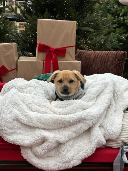 Vorhang auf und Bühne frei für Henry 🪄