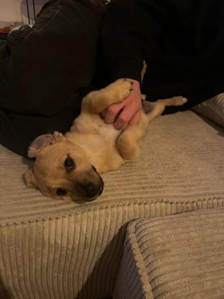 Vorhang auf und Bühne frei für Henry 🪄