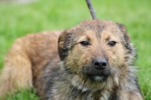 Til - fröhlich u. sehr verspielt