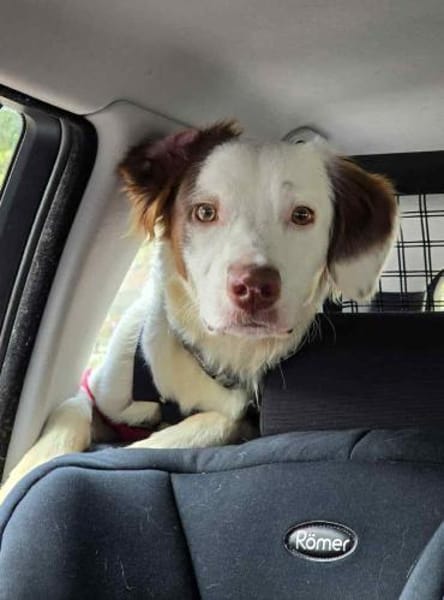 Timmy - aktiver Junghund liebt Kinder