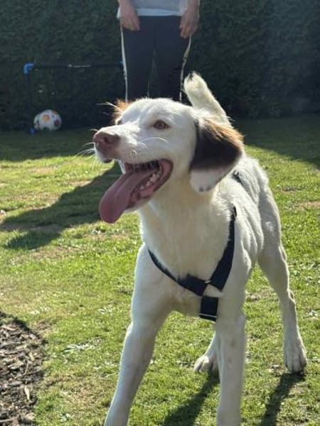 Timmy - aktiver Junghund liebt Kinder