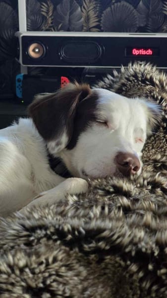 Timmy - aktiver Junghund liebt Kinder