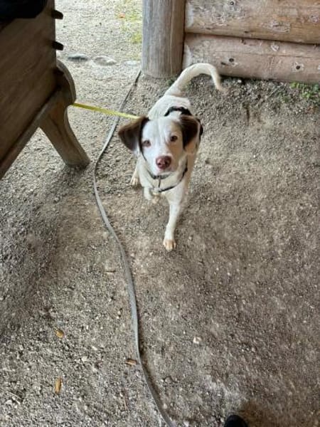 Timmy - aktiver Junghund liebt Kinder