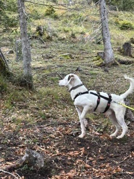 Timmy - aktiver Junghund liebt Kinder