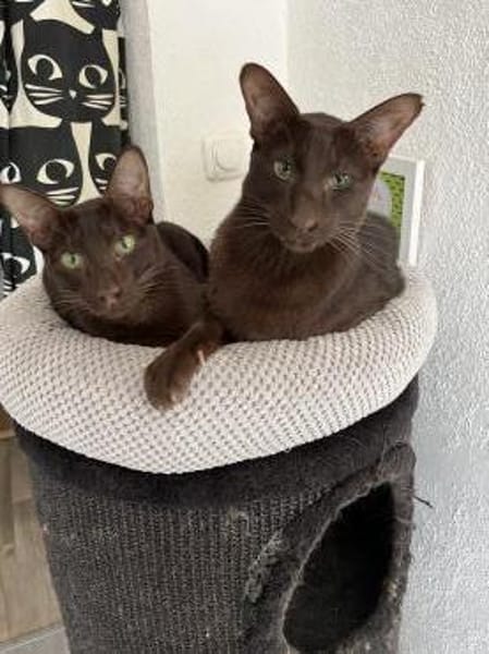 Ori und Feivel - Stapelkater