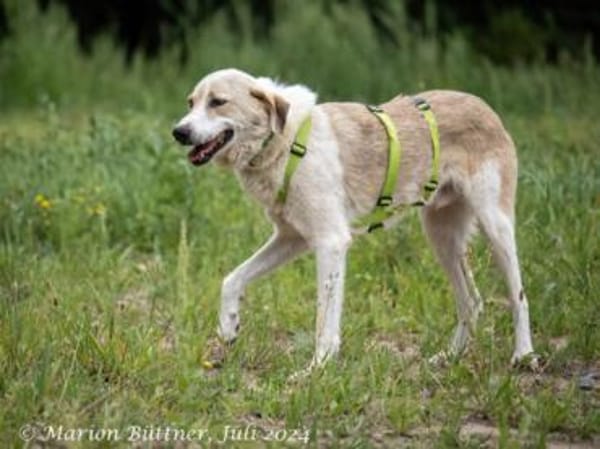 Raki ist ein liebevoller Hund