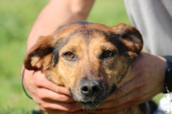 Patia - sehr zutraulich u. kinderlieb