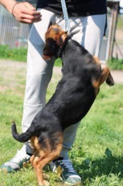 Patia - sehr zutraulich u. kinderlieb