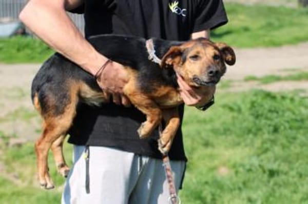 Patia - sehr zutraulich u. kinderlieb