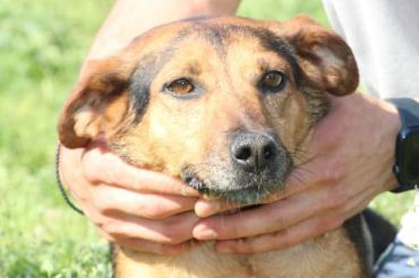Patia - sehr zutraulich u. kinderlieb