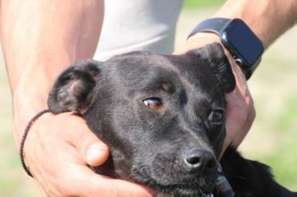 Bonni - kinderlieb u. sehr verspielt